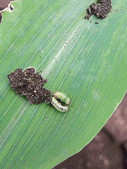 army larvae