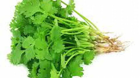 The price of cilantro is not even one rupee