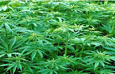 In Ahmednagar, three farmers planted cannabis