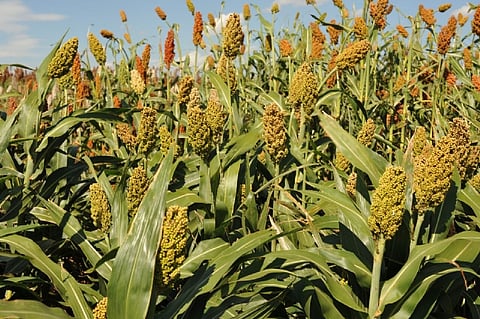 Use this fund to increase sorghum production by 30%