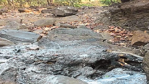 ... म्हणून त्यांनी बिबट्याला जिवंत जाळून हत्या केली 
