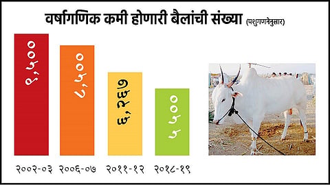 The Number Of Bulls Has Decreased In Ajara Taluka Kolhapur Marathi News