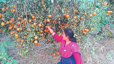 Progress made in agriculture