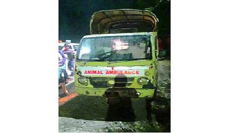 animal ambulance 123.png