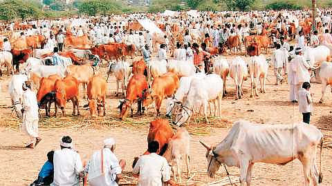 Akola News: Animal market to start in Maharashtra