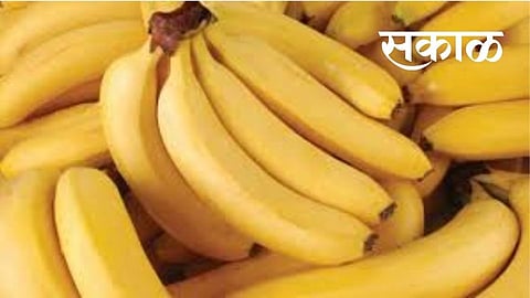 उत्तर भारतातून केळीला मागणी वाढली; आणि भाव पोहचले १,४०० वर 