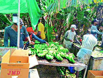 banana packing