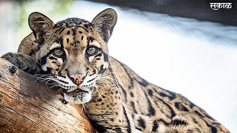 lepopard case in ratnagiri