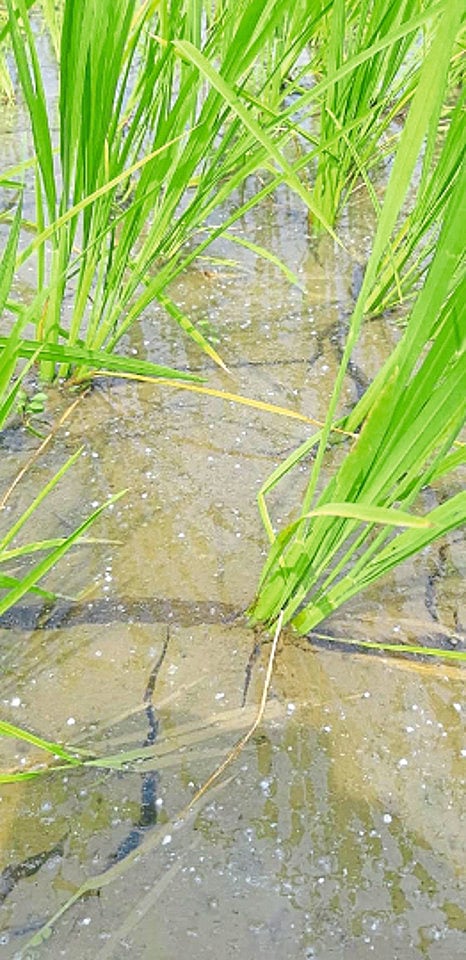 लाखनी : श्री. देशमुख यांच्या शेतात पाण्यावर तरंगत असलेले खताचे दाणे.