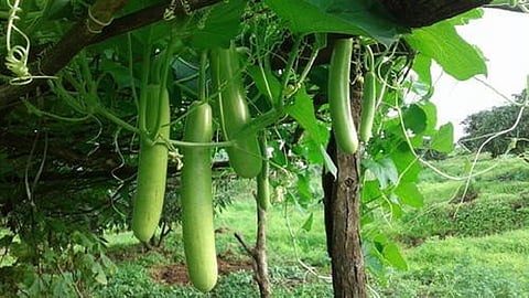 bhopala