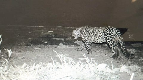 Beware, leopard has come to the gate of Sangli ..!