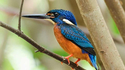 bird festival