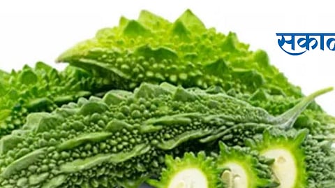 bitter melon