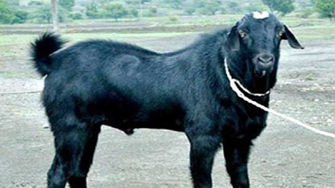 बोकडाचे जेवण अंगलट; अनेक जण स्वतःहून क्वारंटाइन 