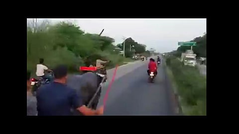 buffalos revenge men who were torturing it goes viral