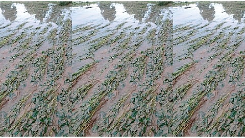 buldhana-rain