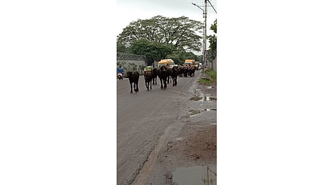 bulls.jpg