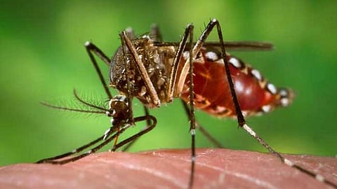 Malaria and Dengue are increasing in Amravati after corona 