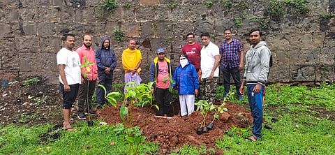 Planted Chafa trees on jotiba hills kolhapur
