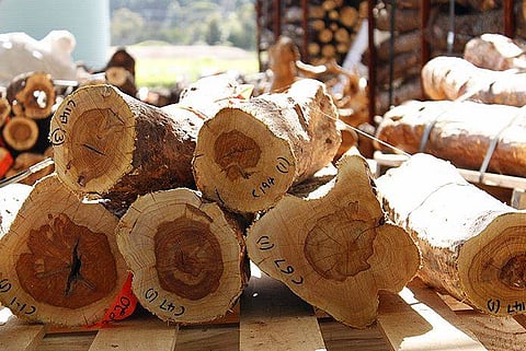 No need for permission to plant or cut down trees anymore, Sandalwood tree news