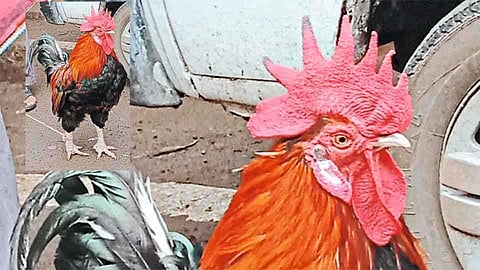 five arrested in illegal chicken market case if wani of yavatmal