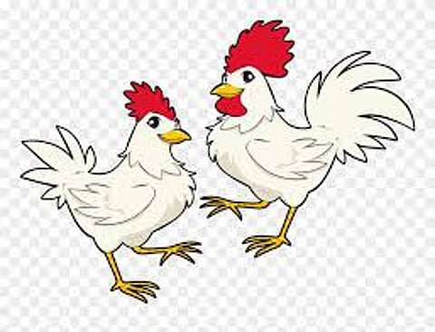 Distribution of free hens to the citizens in Nagpur