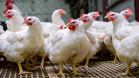 chicken-poultry.jpg
