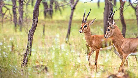 भटकंती :  आकर्षण चिंकाराचे