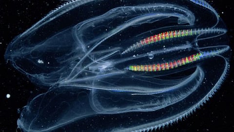 Marine jellies were the earliest animals: study