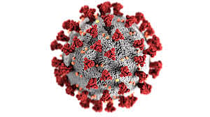 belgaum municipal corporation employee corona virus infected