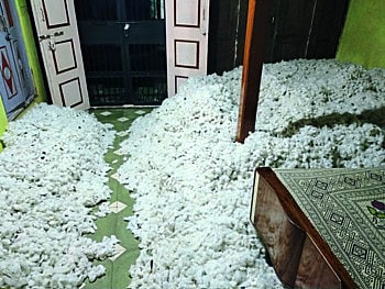 cotton