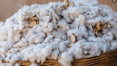 cotton