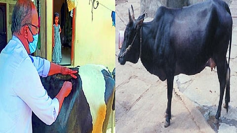 cow 1.jpg