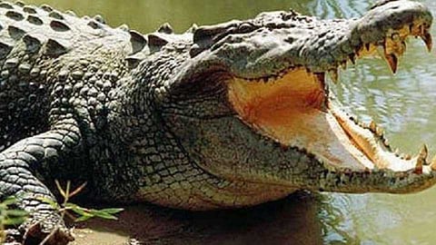 crocodile