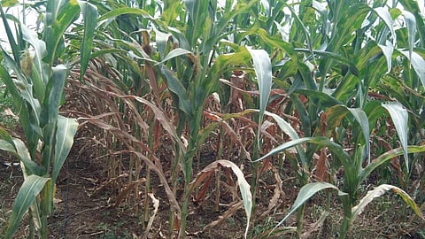 no rain in nandura