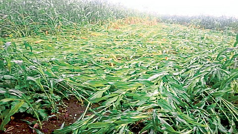 Satara Latest Marathi News Satara Agricultural News