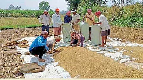 the rice crop buying for this year comparatively less by rupees 1000 the farmers face the problem of crop rice in balgam