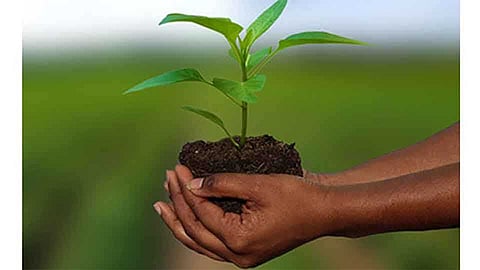 akola Farmers still scrambling for soybean crop insurance, sowing in second year season also completed