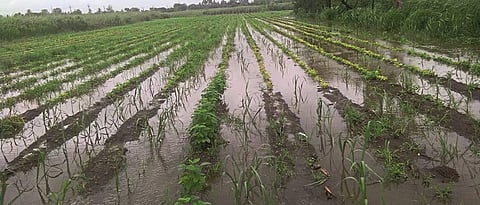 Untimely hit 636 hectares in Nashik district Demand the Government