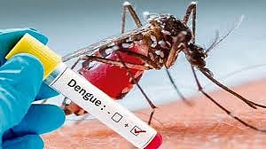 Akola News: The risk of dengue has increased with corona, 11 patients have been found in the district so far