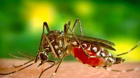 dengue, chikungunya