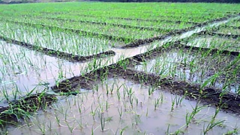 deola onion nuksan.jpg