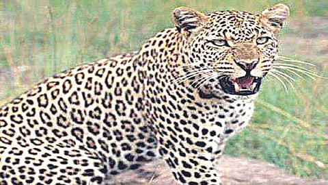 people Called Forest minister Sanjay Rathod after attack of Leopard 
