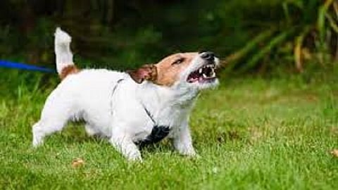 dog1.jpg