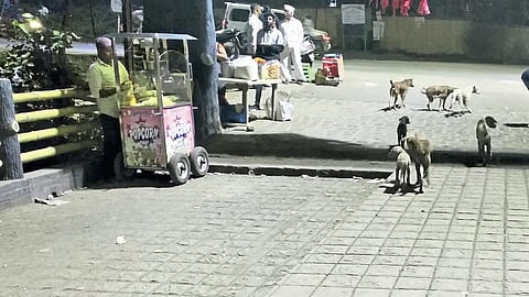 dog 11.JPG