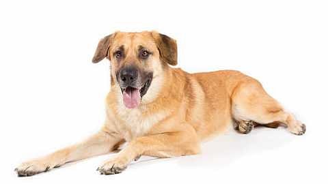 dog