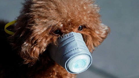 dog