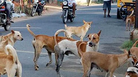 dogs