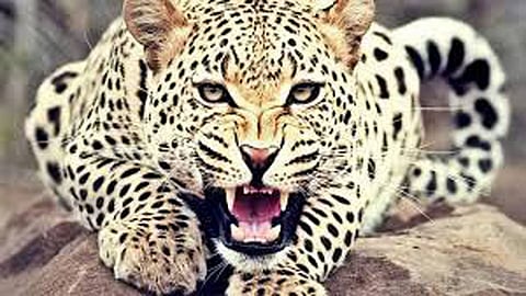 leopard in karad taluka