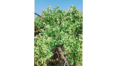 the three acre graps was completely destroyed by unknown weed spraying on the grape farm sangli news